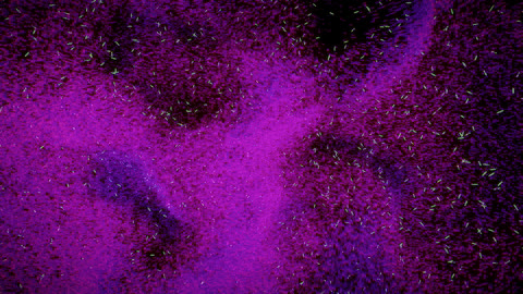 Boids simulation